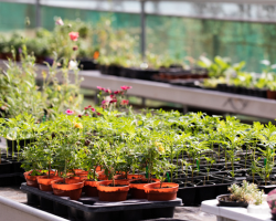 Close up of some seedlings and plants in pots ready for sale in a polytunnel