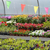 Flowers in the polytunnel