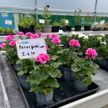 Close up of pink flowers for sale in a polytunnel